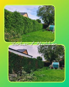 „Collage mit zwei Fotos eines Gartens: oben eine ungeschnittene, Thuja hecke, unten dieselbe Hecke nach dem Formschnitt. Text im Bild: ‚Vorher / Nachher‘.“