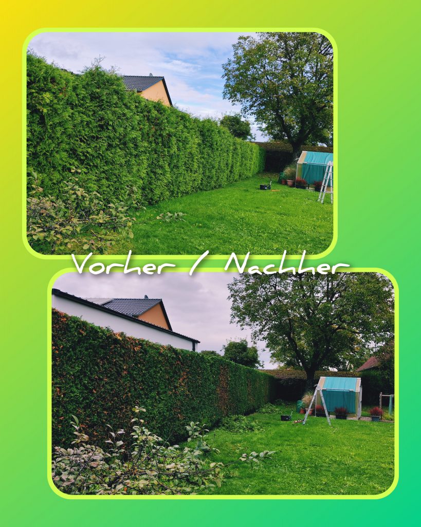 „Collage mit zwei Fotos eines Gartens: oben eine ungeschnittene, Thuja hecke, unten dieselbe Hecke nach dem Formschnitt. Text im Bild: ‚Vorher / Nachher‘.“